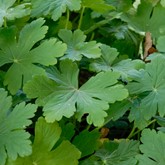 Bigroot Geranium